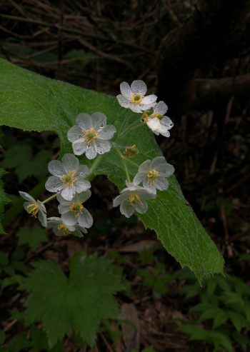 サンカヨウの花