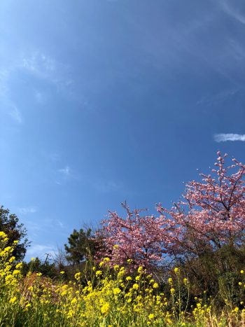 河津桜と菜の花