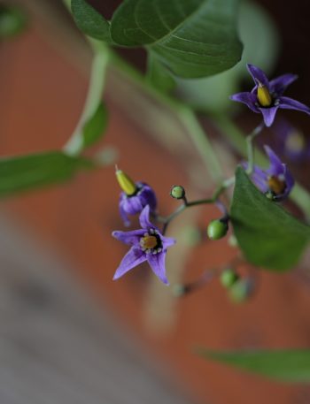 ヤマホロシの花