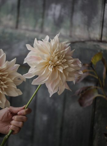 ダリア カフェオレ のブーケ フラワーアレンジメントスクール Bremen Flower Japan